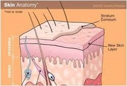 Anatomia da pele